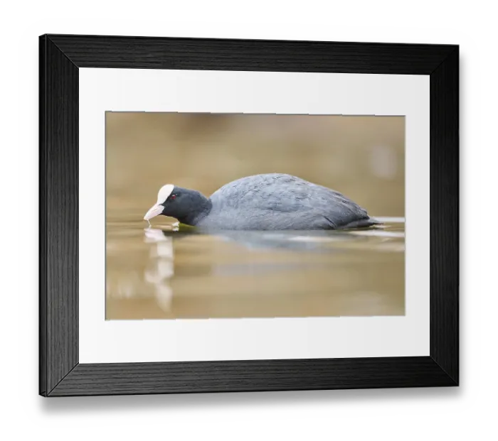 Framed Print : Eurasian coot (Fulica atra) swimming on a lake Framed Print : Eurasian coot (Fulica atra) swimming on a lake
