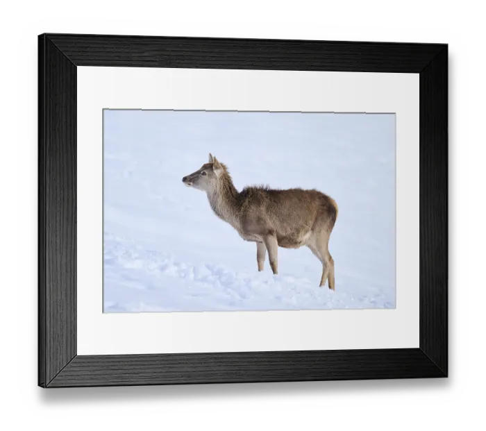 Framed Print : Red deer (Cervus elaphus) hind on a snowy meadow in the mountains in tirol