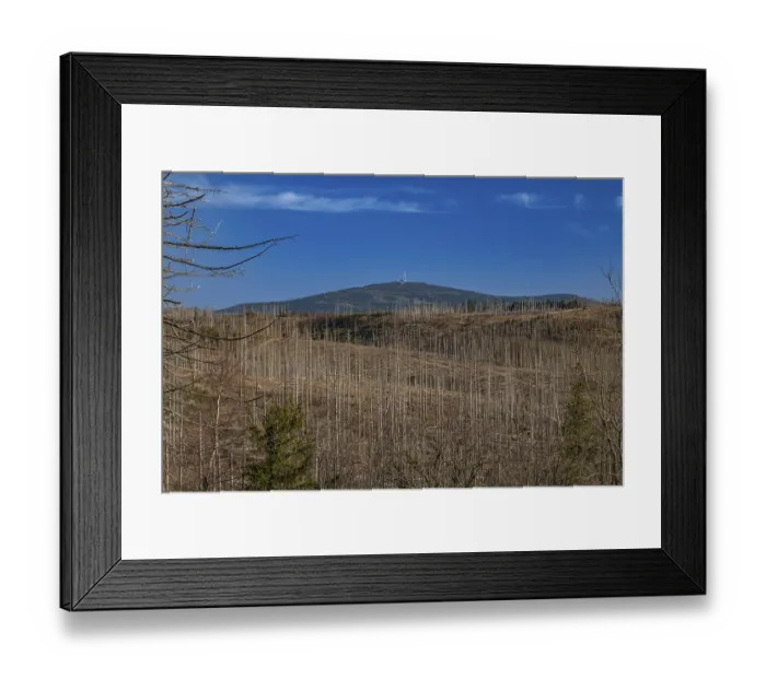 Framed Print : Partially dead trees, spruces, on the Huthberg in the Harz Mountains
