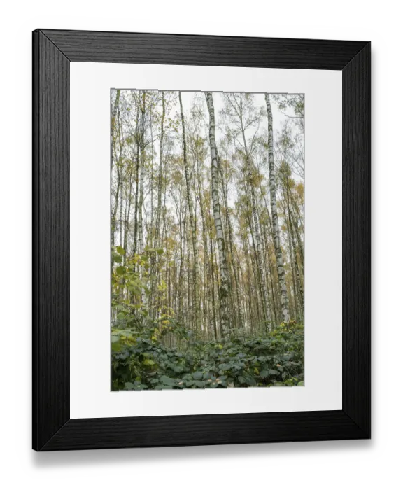 Framed Print : Pioneer plant, new birch forest emerges