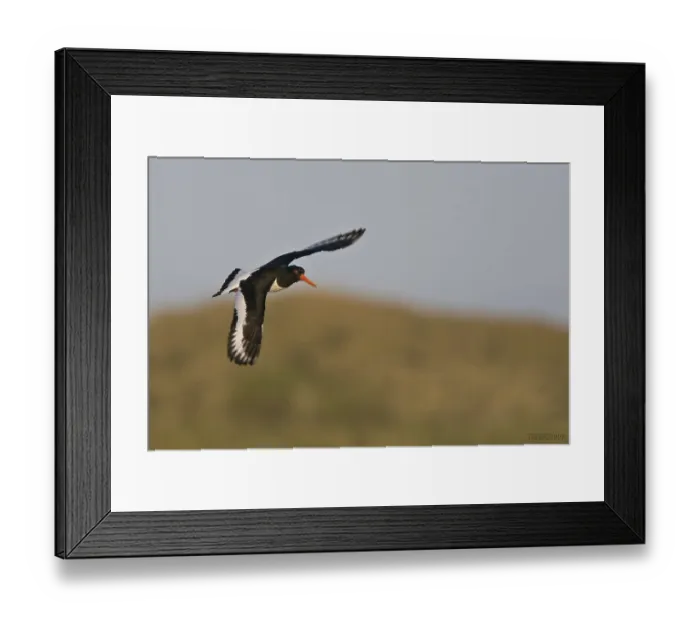 Framed Print : Eurasian Oystercatcher (Haematopus ostralegus) flying