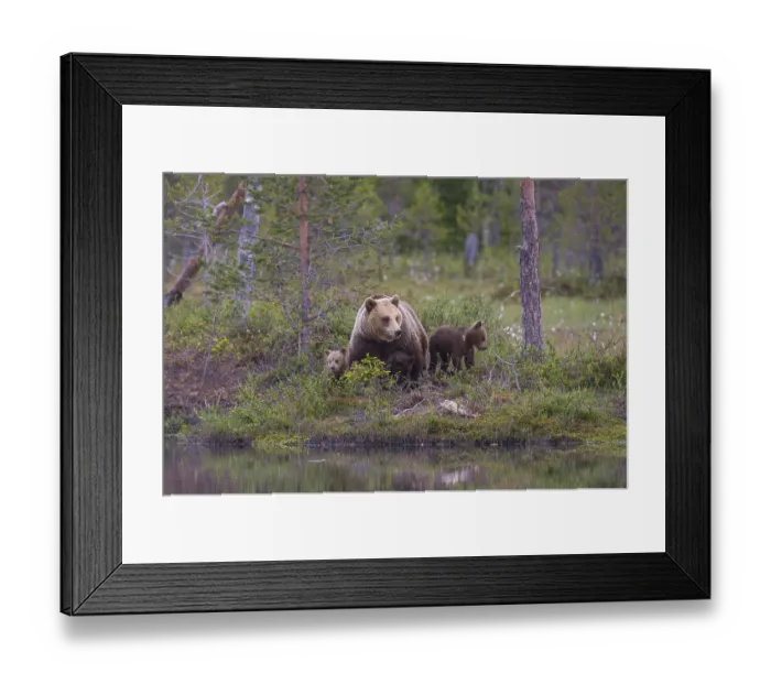 Framed Print : Eurasian Brown Bear (Ursus arctos) mother with cubs Framed Print : Eurasian Brown Bear (Ursus arctos) mother with cubs