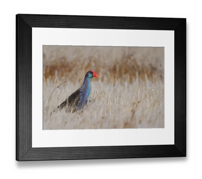 Framed Print : Australasian Swamphen (Porphyrio melanotus melanotus)