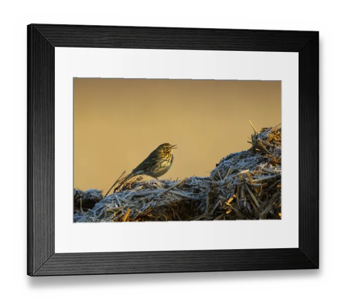 Framed Print : Meadow Pipit (Anthus pratensis) Framed Print : Meadow Pipit (Anthus pratensis)