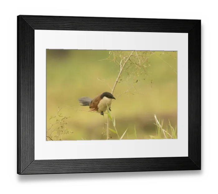 Framed Print : Senegal Coucal (Centropus senegalensis)