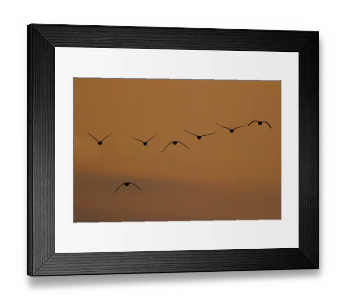 Framed Print : Greater White-fronted Goose (Anser albifrons) group flying Framed Print : Greater White-fronted Goose (Anser albifrons) group flying