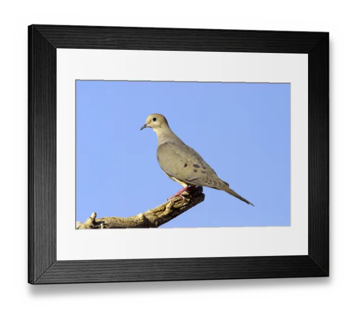Framed Print : Mourning Dove Zenaida macoura Tucson Framed Print : Mourning Dove Zenaida macoura Tucson