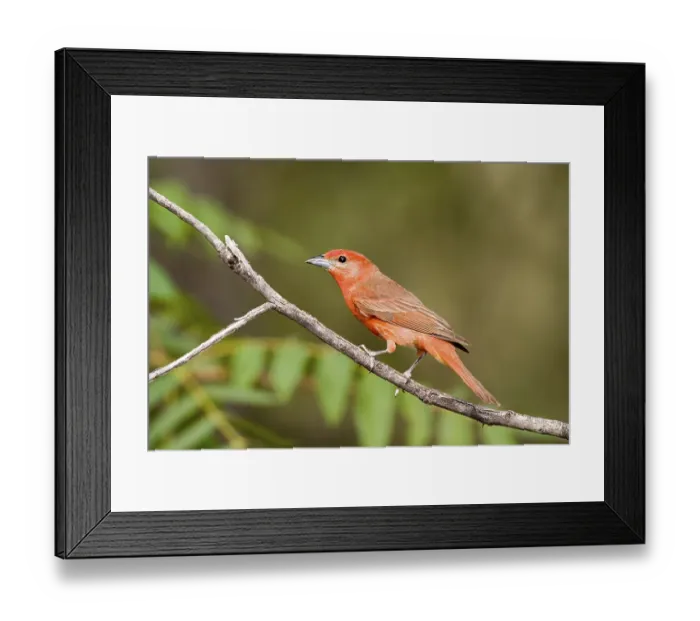 Framed Print : Hepatic Tanager Piranga hepatica Chiricahua Mountains Framed Print : Hepatic Tanager Piranga hepatica Chiricahua Mountains