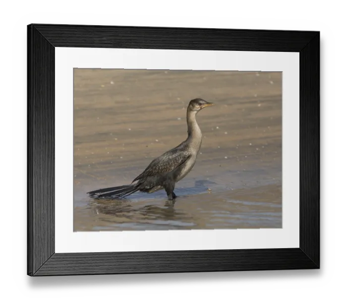 Framed Print : Reed Cormorant (Microcarbo africanus) Framed Print : Reed Cormorant (Microcarbo africanus)