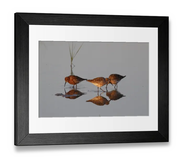 Framed Print : Curlew Sandpiper (Calidris ferruginea) Framed Print : Curlew Sandpiper (Calidris ferruginea)