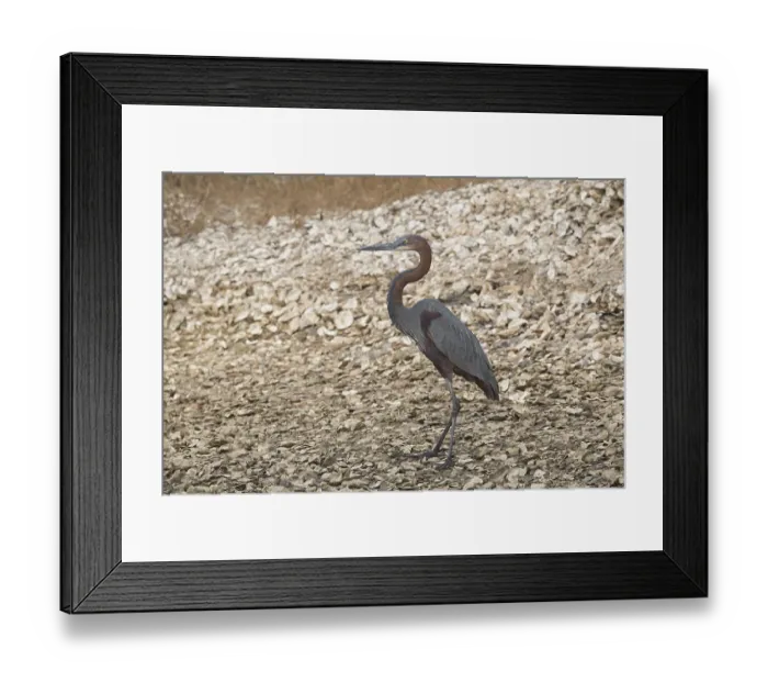 Framed Print : Goliath Heron (Ardea goliath), Gambia, Africa