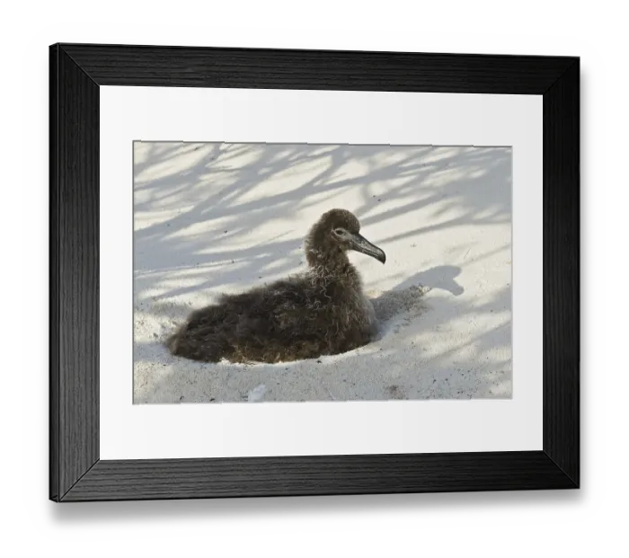 Framed Print : Black-footed Albatross (Phoebastria nigripes)