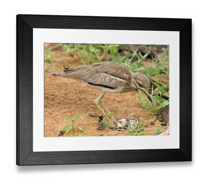 Framed Print : Water Thick-knee (Burhinus vermiculatus) at nest Framed Print : Water Thick-knee (Burhinus vermiculatus) at nest