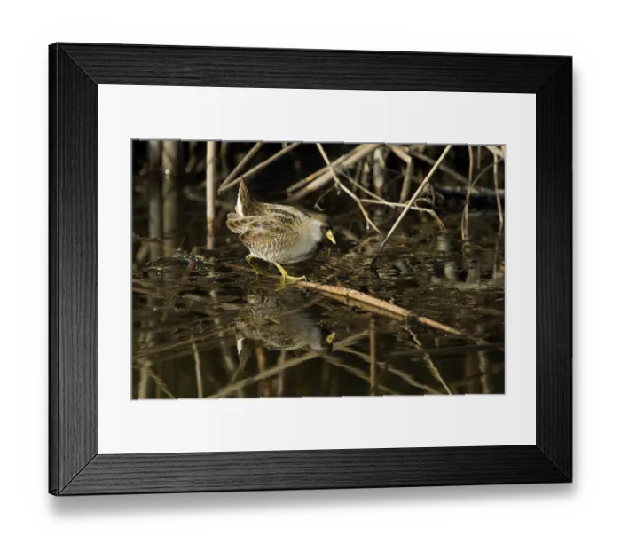 Framed Print : Sora (Porzana carolina) in freshwater marsh Framed Print : Sora (Porzana carolina) in freshwater marsh
