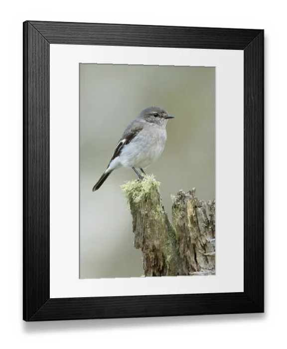 Framed Print : Hooded Robin (Melanodryas cucullata) female