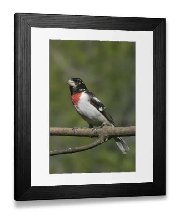 Framed Print : Rose-breasted Grosbeak (Pheucticus ludovicianus)