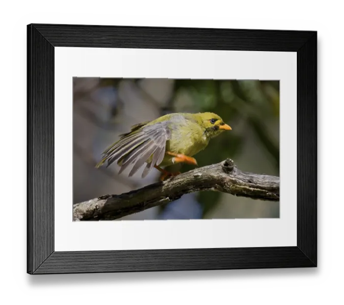 Framed Print : Bell Miner (Manorina melanophrys)