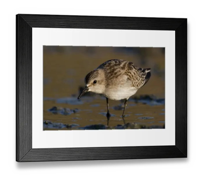 Framed Print : Long-toed Stint (Calidris subminuta) foraging