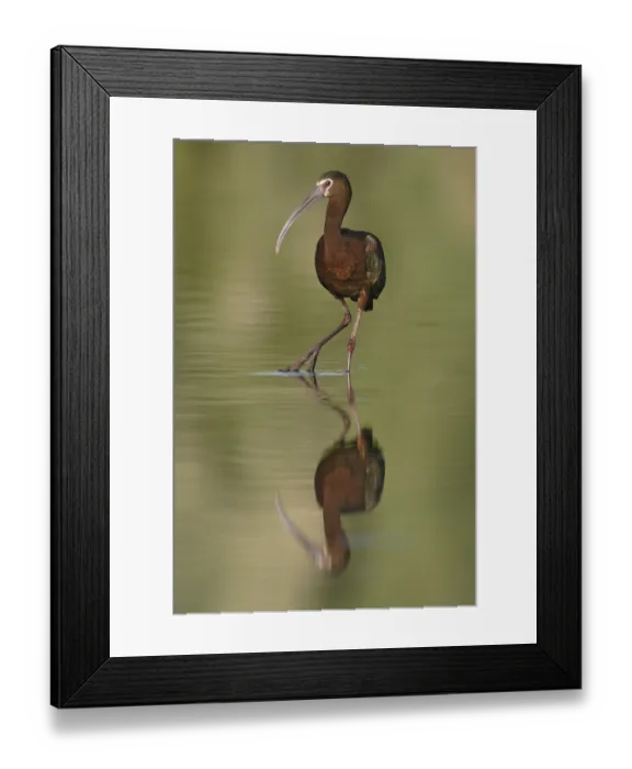 Framed Print : White-faced Ibis (Plegadis chihi) Framed Print : White-faced Ibis (Plegadis chihi)