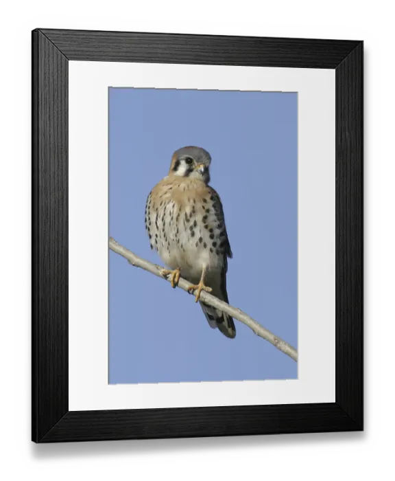 Framed Print : American Kestrel (Falco sparverius) Framed Print : American Kestrel (Falco sparverius)