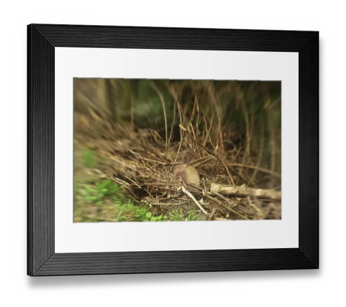 Framed Print : Forest damage in the Sauerland region has caused about 40 % of the spruce stand