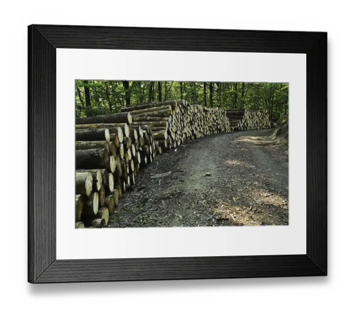 Framed Print : Forest in Sauerland, Germany, Europe Framed Print : Forest in Sauerland, Germany, Europe