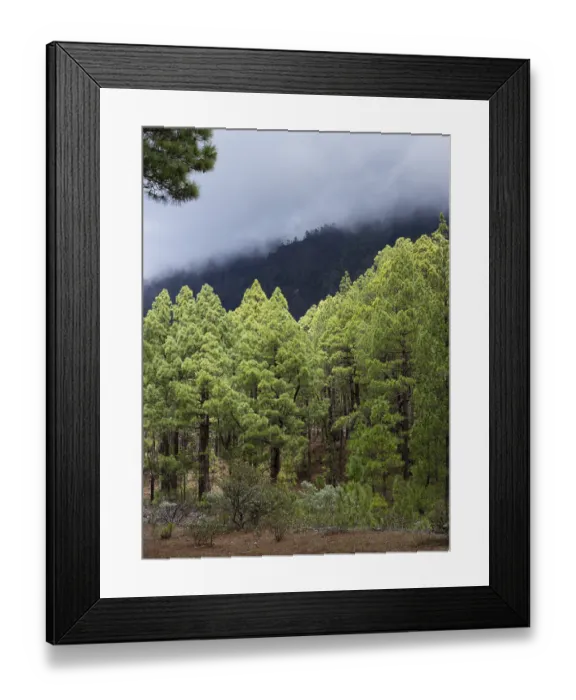 Framed Print : Canary Island pine (Pinus canariensis) Parque Nacional de la Caldera de Taburiente