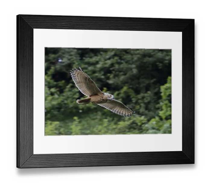 Framed Print : Eurasian Eagle-Owl (Bubo bubo) flying