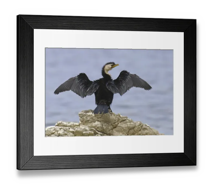 Framed Print : Little Pied Cormorant (Microcarbo melanoleucos)