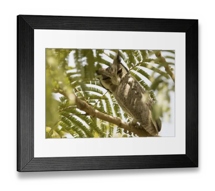 Framed Print : Northern White-faced Owl (Ptilopsis leucotis)