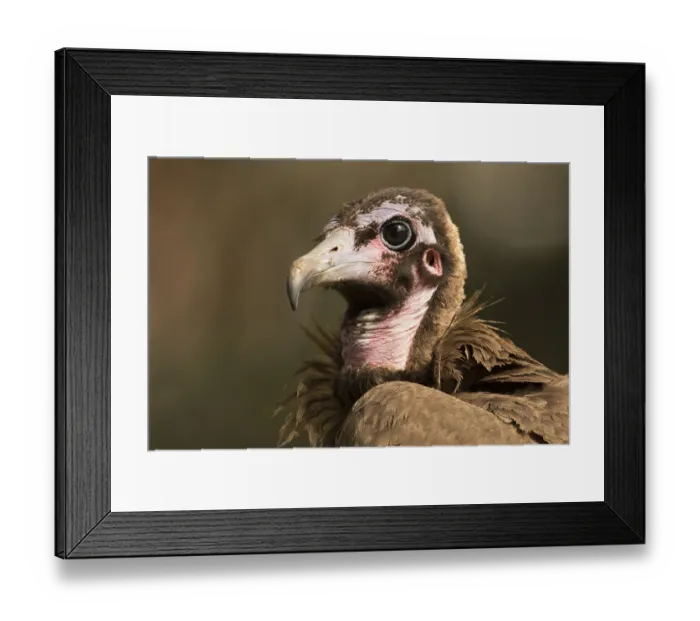 Framed Print : Hooded Vulture (Necrosyrtes monachus) juvenile