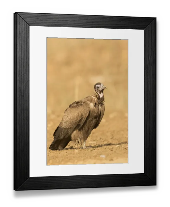 Framed Print : Hooded Vulture (Necrosyrtes monachus) juvenile