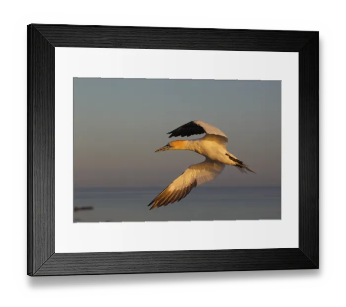 Framed Print : Basstoelpel, lat. Sula bassana