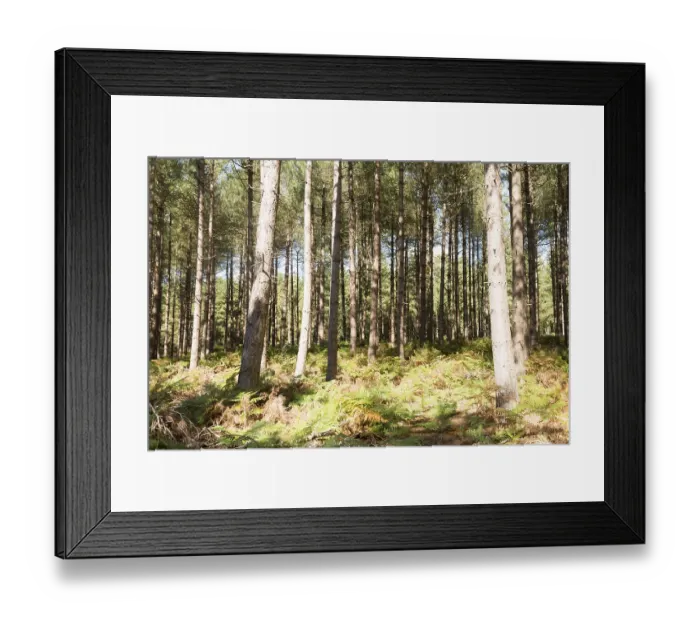 Framed Print : Rows of coniferous pine trees in forestry plantation
