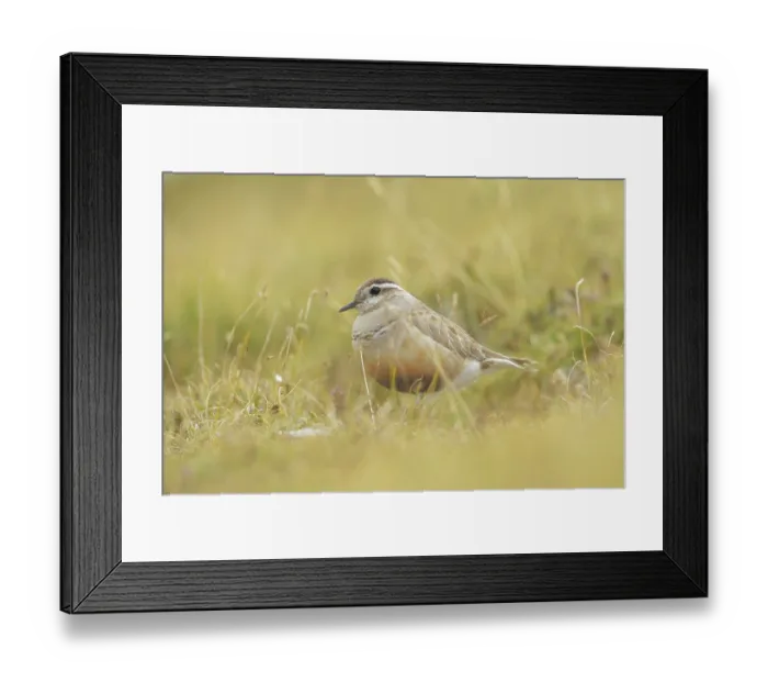 Framed Print : Eurasian Dotterel (Charadrius morinellus) male