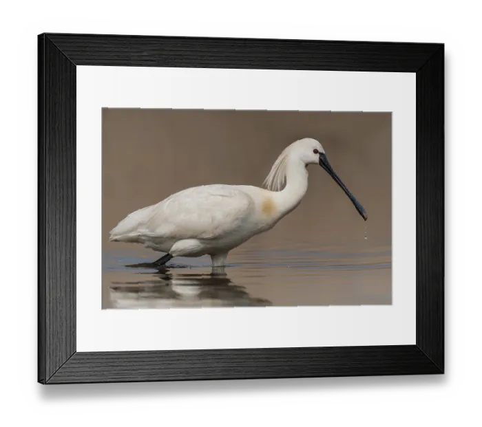 Framed Print : Eurasian Spoonbill (Platalea leucorodia) Framed Print : Eurasian Spoonbill (Platalea leucorodia)