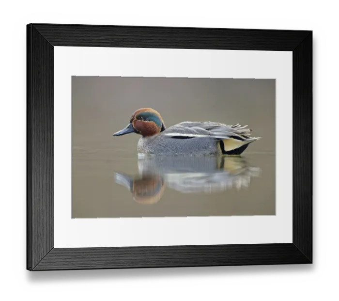 Framed Print : Krickente, Anas crecca Eurasian Teal, Anas crecca