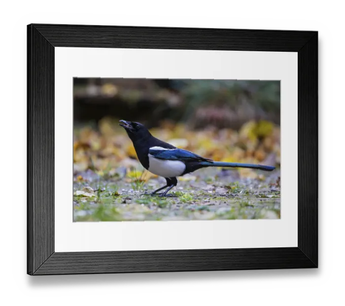 Framed Print : Eurasian Magpie (Pica pica), Bavaria Framed Print : Eurasian Magpie (Pica pica), Bavaria