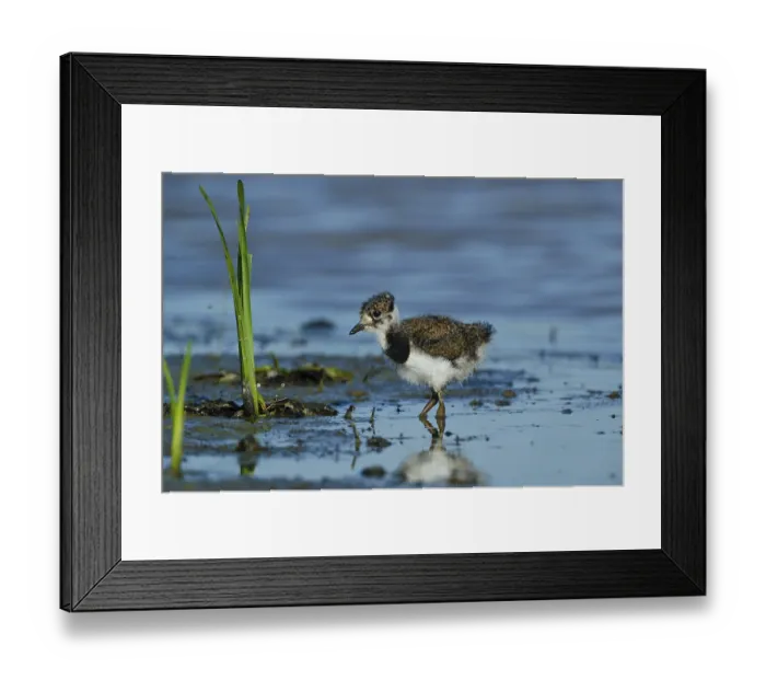 Framed Print : Northern Lapwing (Vanellus vanellus) juvenile