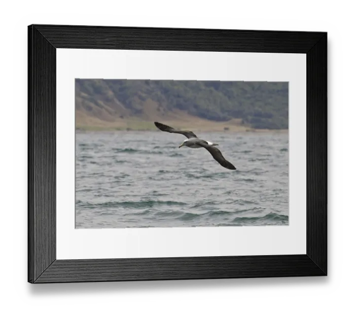 Framed Print : Salvin's Albatross (Thalassarche salvini) Framed Print : Salvin's Albatross (Thalassarche salvini)