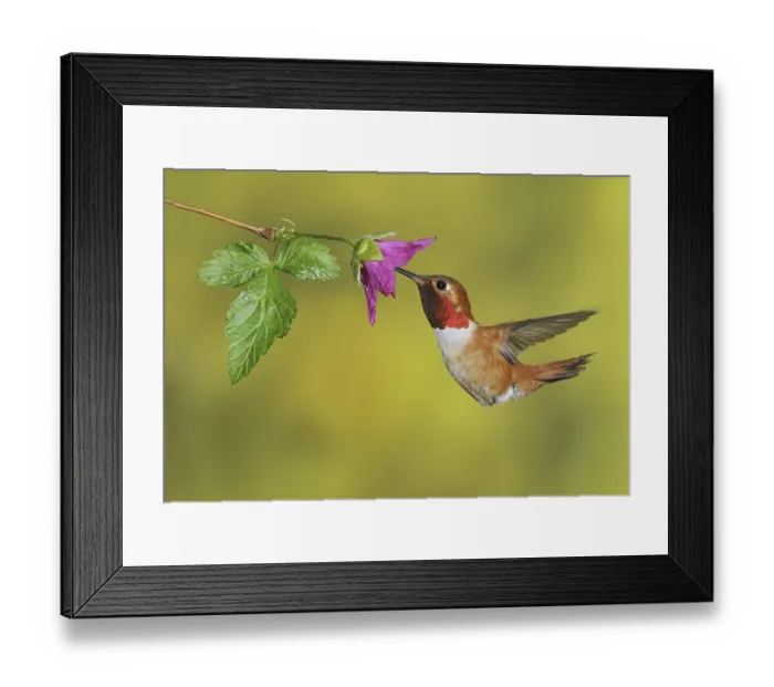 Framed Print : Rufous Hummingbird (Selasphorus rufus) male Framed Print : Rufous Hummingbird (Selasphorus rufus) male