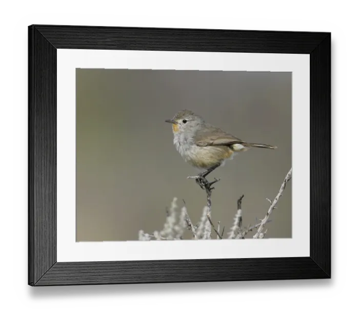 Framed Print : Redthroat (Pyrrholaemus brunneus) Framed Print : Redthroat (Pyrrholaemus brunneus)