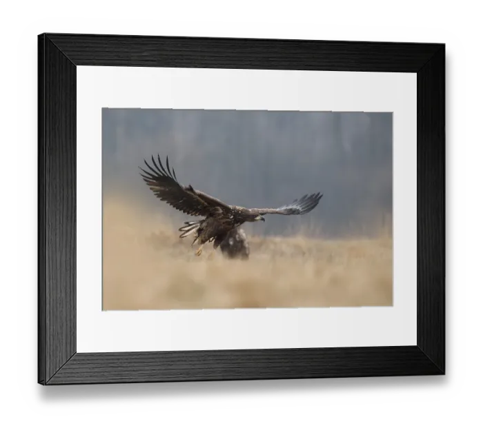 Framed Print : White-tailed Eagle (Haliaeetus albicilla) juvenile flying