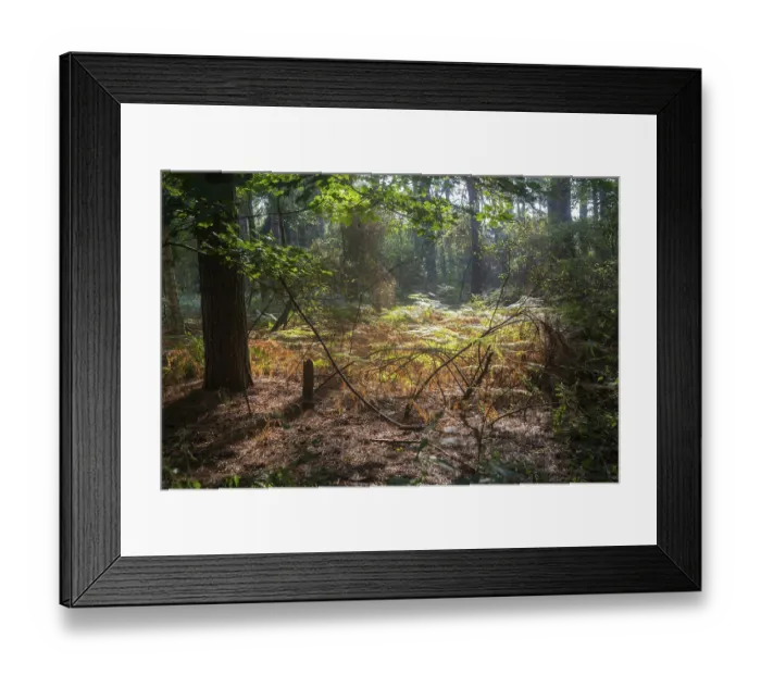 Framed Print : Mixed woodland deciduous and coniferous trees and bracken growing in forest Framed Print : Mixed woodland deciduous and coniferous trees and bracken growing in forest