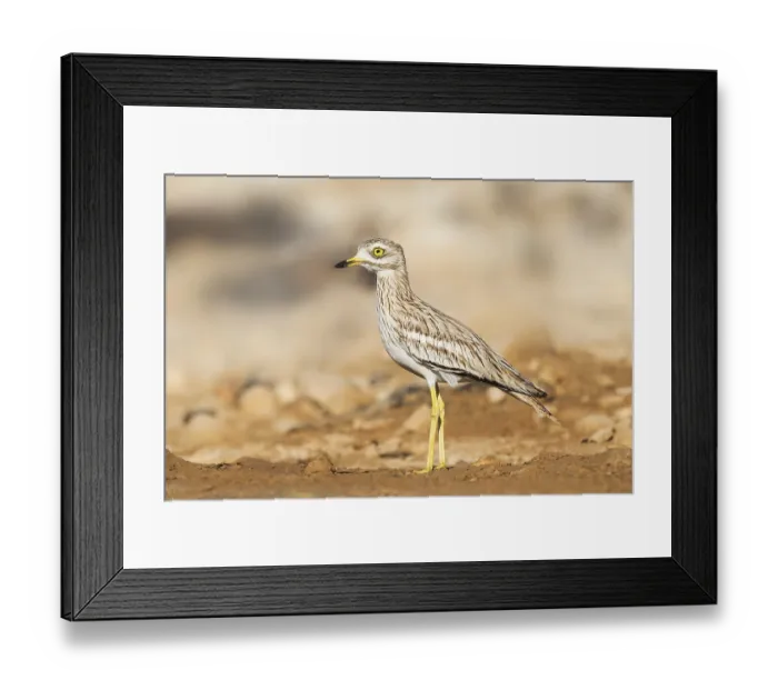 Framed Print : Eurasian Stone-curlew (Burhinus oedicnemus)