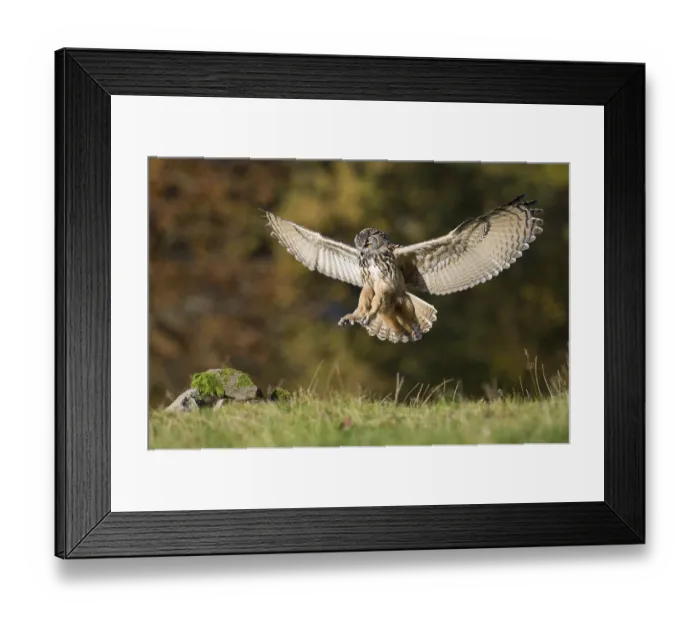 Framed Print : Eurasian Eagle-Owl (Bubo bubo) flying