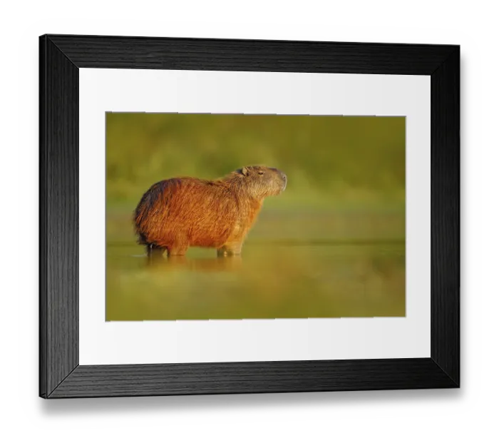 Framed Print : Wildlife of Brazil. Capybara, Hydrochoerus hydrochaeris