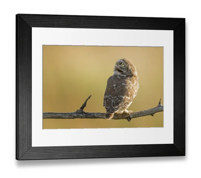 Framed Print : Little Owl (Athene noctua) perched on a branch