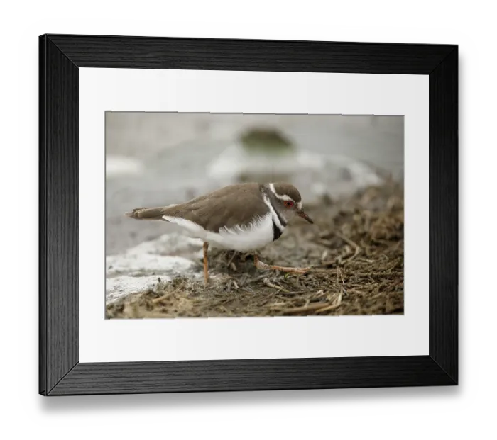 Framed Print : Three-banded Plover (Charadrius tricollaris) Framed Print : Three-banded Plover (Charadrius tricollaris)