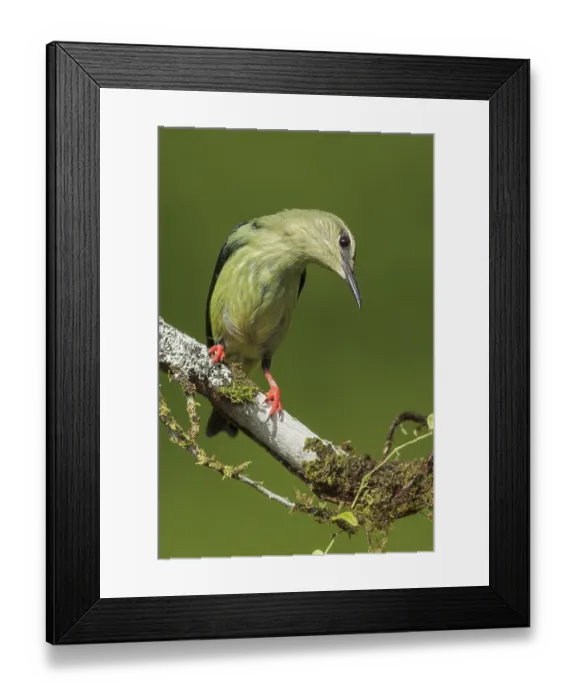 Framed Print : Red-legged Honeycreeper (Cyanerpes cyaneus) perched on a branch in Costa Rica Framed Print : Red-legged Honeycreeper (Cyanerpes cyaneus) perched on a branch in Costa Rica
